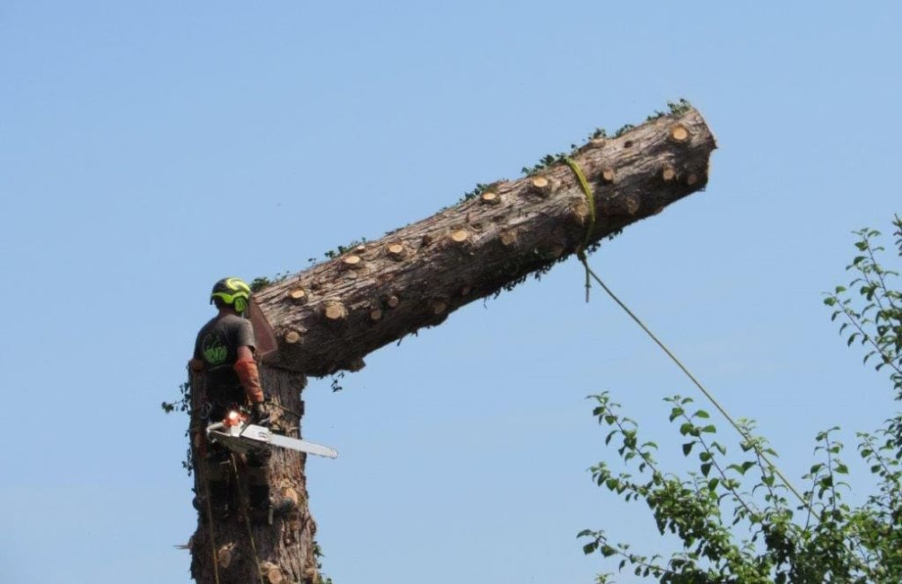 Demontage arbres min