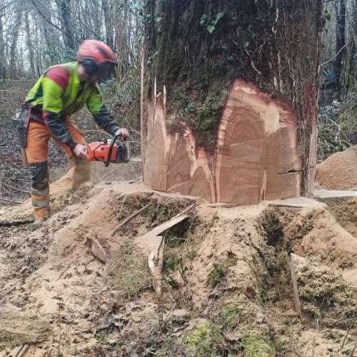 Abattage arbres min
