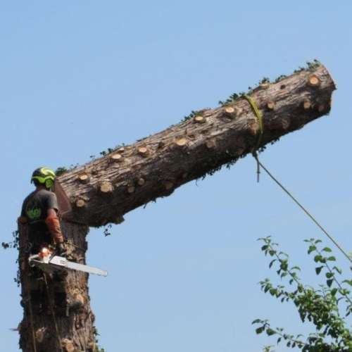 Demontage arbres min