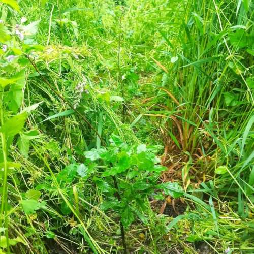 Travaux sylvicole min