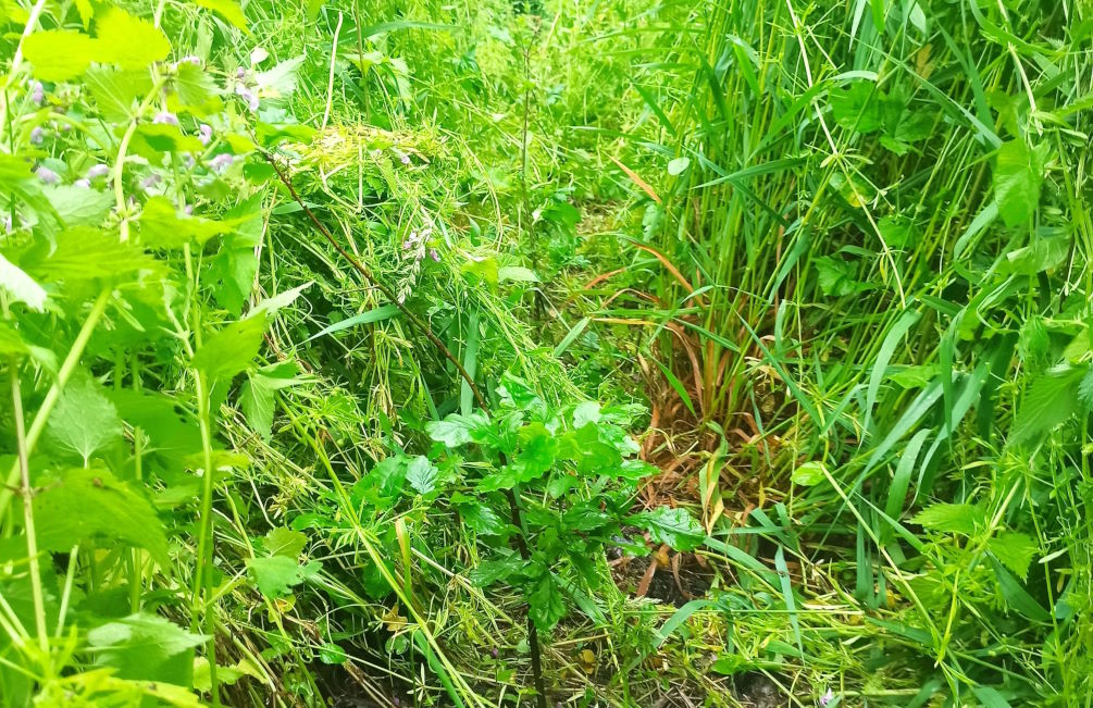 Travaux sylvicole min